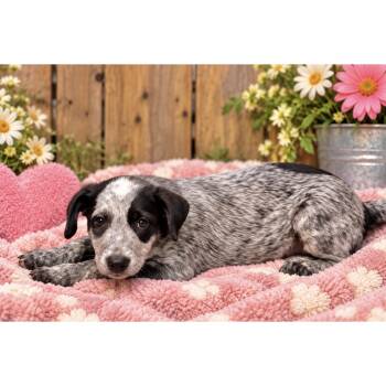 Ivy -  Australian Cattle Dog Blue Heeler and Border Collie Dog for Adoption in Boulder, Colorado - Ivy | PetCurious