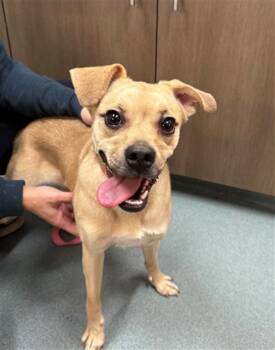 Pug and Beagle Dogs Available for Adoption in Baytown, Texas - STALI | PetCurious