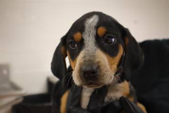 Mixed Breed Dogs Available for Adoption - PADDY | PetCurious