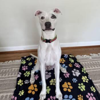 Sally -  Pit Bull Terrier and Whippet Dog for Adoption in High Point, North Carolina - Sally | PetCurious