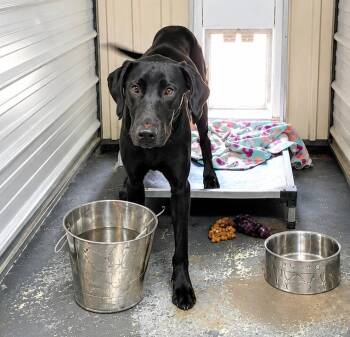 Rigley -  Labrador Retriever and Great Dane Dog for Adoption in Crocker, Missouri - Rigley | PetCurious