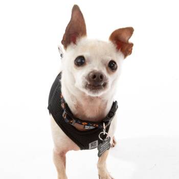 The General 9580 -  Chihuahua Dog for Adoption in San Francisco, California - The General 9580 | PetCurious