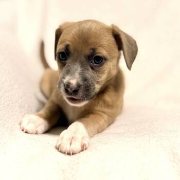 Terrier and Mixed Breed Dogs Available for Adoption - Garbano Bean | PetCurious