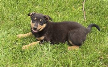 Australian Cattle Dog Blue Heeler Dogs Available for Adoption in South Bend, Indiana - Joanie | PetCurious