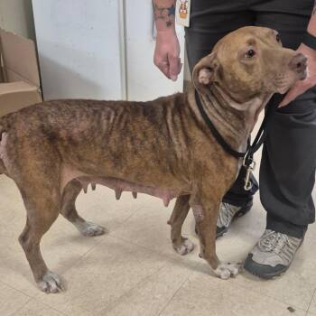 Sister -  Mixed Breed Dog for Adoption in Lake Panasoffkee, Florida - Sister | PetCurious