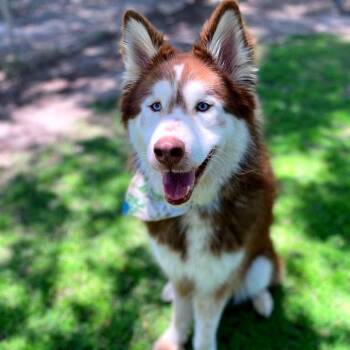 Red -  Alaskan Malamute Dog for Adoption in San Jacinto, California - Red | PetCurious