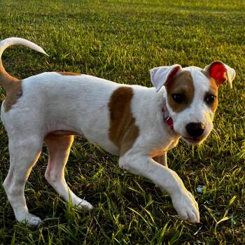 Artemis -  American Staffordshire Terrier Dog for Adoption in Liverpool, Texas - Artemis | PetCurious