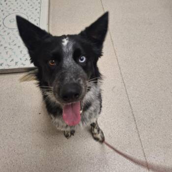 Border Collie and Australian Cattle Dog Blue Heeler Dogs Available for Adoption - Cinch | PetCurious