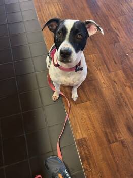 Rescue Dalmatian and Labrador Retriever Dogs for Adoption in Waterbury, Connecticut - Skye | PetCurious