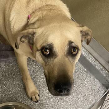 Anatolian Shepherd Dogs Available for Adoption - Chai | PetCurious