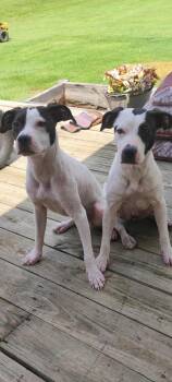 Rescue American Staffordshire Terrier Dogs for Adoption in Pottsboro, Texas - Jill | PetCurious