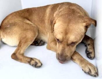 Labrador Retriever and Mixed Breed Dogs Available for Adoption in Houston, Texas - A654441 | PetCurious