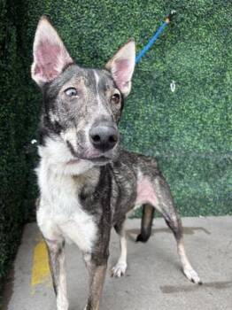 Rescue German Shepherd Dog and Mixed Breed Dogs for Adoption in El Paso, Texas - Rum Rum* | PetCurious