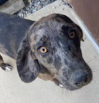 Sutton -  Catahoula Leopard Dog Dog for Adoption in Sterling Heights, Michigan - Sutton | PetCurious