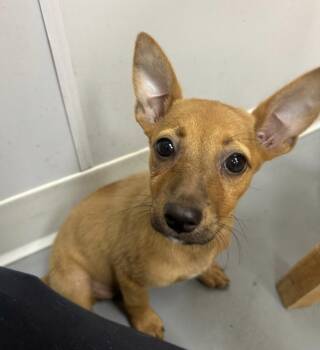 Jackie -  Chihuahua and Terrier Dog for Adoption in East Brunswick, New Jersey - Jackie | PetCurious