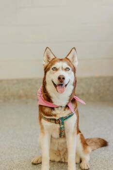 KEIRA -  Mixed Breed Dog for Adoption in Toronto, Ontario - KEIRA | PetCurious