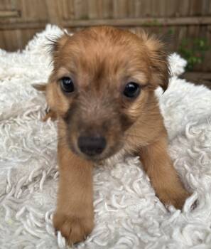 Fluffy Faye -  Chihuahua and Rat Terrier Dog for Adoption in Sarasota, Florida - Fluffy Faye | PetCurious