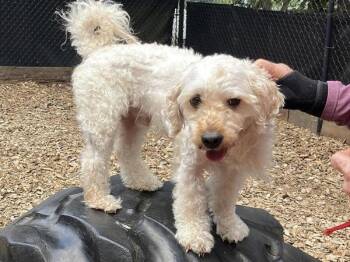 Kyle -  Poodle and Schnauzer Dog for Adoption in Portland, Oregon - Kyle | PetCurious