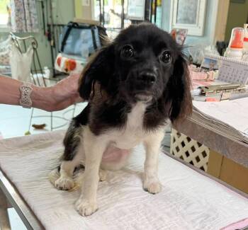 Schnitzel (NOT YET AVAILABLE) -  Dachshund Dog for Adoption in Benton, Louisiana - Schnitzel (NOT YET AVAILABLE) | PetCurious