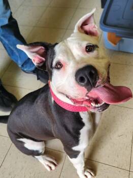 Zuri -  Pit Bull Terrier Dog for Adoption in Peru, Illinois - Zuri | PetCurious