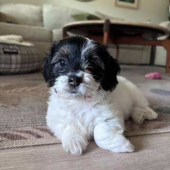 Garnet -  Cocker Spaniel and Chihuahua Dog for Adoption in Martinez, California - Garnet | PetCurious