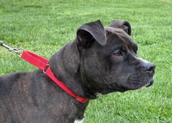 Mixed Breed Dogs Available for Adoption in West Chester, Pennsylvania - Calli FKA Queen FKA Guava | PetCurious