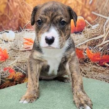 Rescue Labrador Retriever and Hound Dogs for Adoption in Griswold, Connecticut - Austin | PetCurious