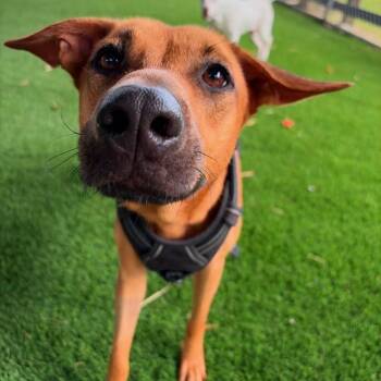 Villa Lucia -  Mixed Breed Dog for Adoption in New York, New York - Villa Lucia | PetCurious