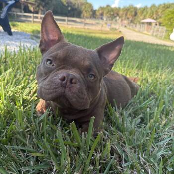 Rescue American Bully Dogs for Adoption in Davie, Florida - Forrest Gump | PetCurious