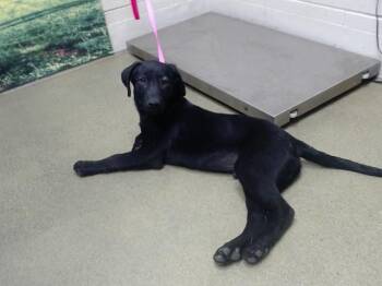 SAVE ME PLEASE Jonesy - IDA552132 -  Labrador Retriever Dog for Adoption in San Marcos, California - SAVE ME PLEASE Jonesy - IDA552132 | PetCurious