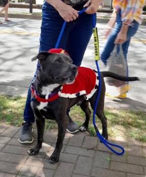 Mixed Breed Dogs Available for Adoption in Chamblee, Georgia - Ankico- IN FOSTER | PetCurious