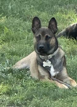 Ozzy -  Belgian Shepherd Malinois and Pit Bull Terrier Dog for Adoption in Oceanport, New Jersey - Ozzy | PetCurious