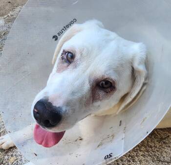 Helga -  Great Pyrenees Dog for Adoption in Lafayette, California - Helga | PetCurious