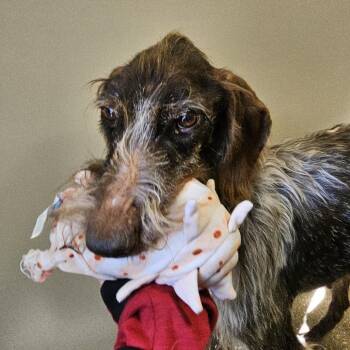 German Wirehaired Pointer Dogs Available for Adoption - Chance | PetCurious