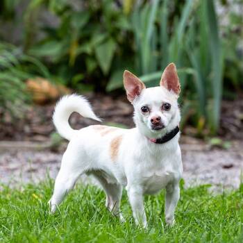 Bongo -  Chihuahua Dog for Adoption in Council Bluffs, Iowa - Bongo | PetCurious