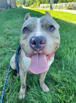 Luffy -  Pit Bull Terrier Dog for Adoption in Williamsport, Pennsylvania - Luffy | PetCurious