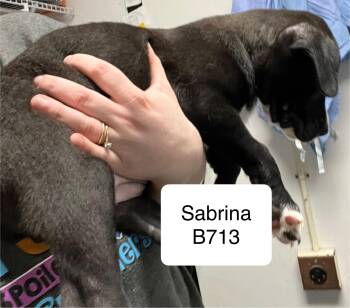 Rescue Labrador Retriever Dogs for Adoption in Morganton, North Carolina - Sabrina | PetCurious