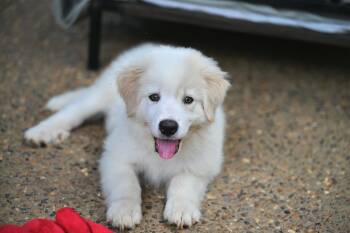 (Calvin) Klein - Designer Doggos -  Great Pyrenees Dog for Adoption in Falmouth, Maine - (Calvin) Klein - Designer Doggos | PetCurious