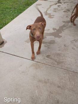 Spring -  Vizsla and Weimaraner Dog for Adoption in Albany, Georgia - Spring | PetCurious