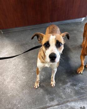 Dana -  Terrier Dog for Adoption in Gautier, Mississippi - Dana | PetCurious