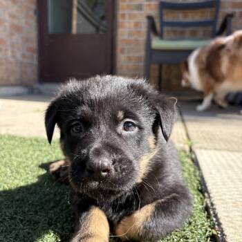 Labrador Retriever Dogs Available for Adoption in Brantford, Ontario - Erid | PetCurious