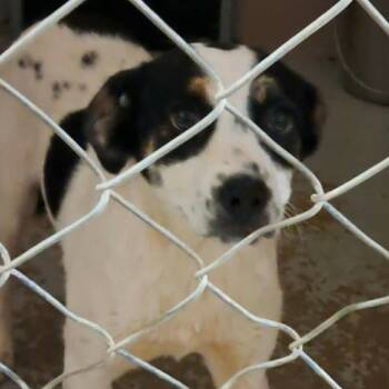 Mixed Breed Dogs Available for Adoption in Valley, Alabama - Darcy | PetCurious