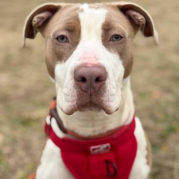 Pit Bull Terrier Dogs Available for Adoption in Newark, New Jersey - Flora (In Foster) | PetCurious
