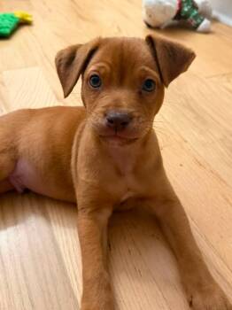 Mixed Breed Dogs Available for Adoption in Mount Pleasant, South Carolina - Hank | PetCurious