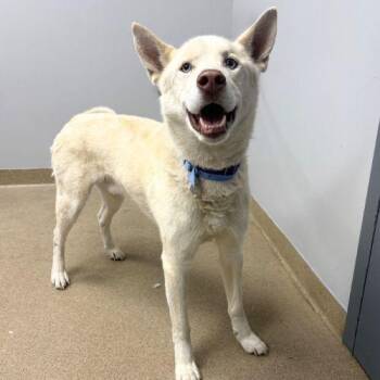 Husky and Mixed Breed Dogs Available for Adoption in Aurora, Colorado - ARLO | PetCurious