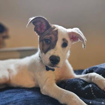 Bonnie -  Great Pyrenees and Australian Cattle Dog Blue Heeler Dog for Adoption in Fort Collins, Colorado - Bonnie | PetCurious