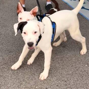 Luca -  Mixed Breed Dog for Adoption in Shorewood, Illinois - Luca | PetCurious