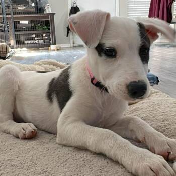 Terrier and Border Terrier Dogs Available for Adoption - Seraphina | PetCurious