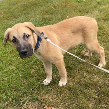 Otis -  Golden Retriever Dog for Adoption in Bull Valley, Illinois - Otis | PetCurious