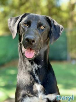 DARYL -  Labrador Retriever and Mixed Breed Dog for Adoption in Fort Walton Beach, Florida - DARYL | PetCurious